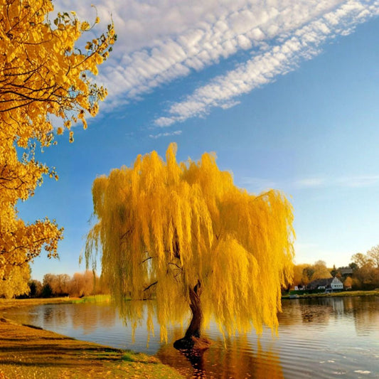 Golden Weeping Willow Tree – Salix alba ‘Tristis’ Live Plant | Includes Nursery Pot Bonsai Starter Tree | Fast Growing Ornamental Willow | Patio & Garden Friendly