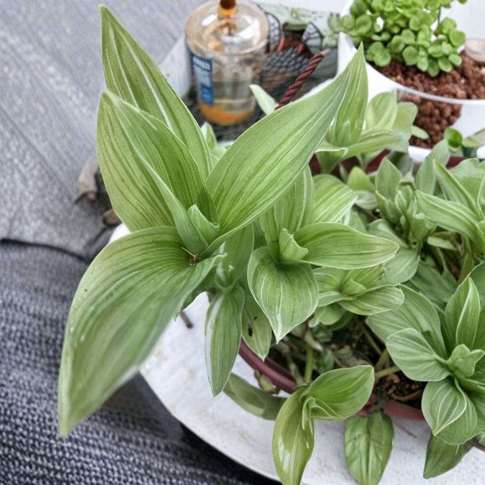 Two Rooted Tradescantia Albiflora – Tradescantia fluminensis Live Bare Root | Easy Care Houseplant | Trailing Vine | Indoor & Outdoor Plant