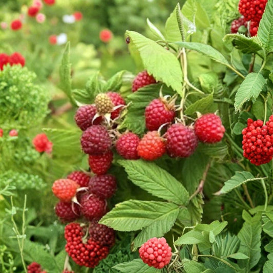 Prelude Raspberry Plant – Live Rooted Everbearing Red Raspberry | Early Season Berry Cane | Zones 4–7
