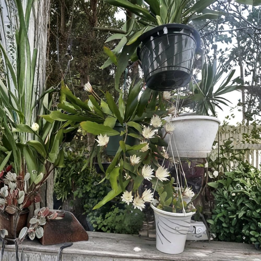Queen of the Night Orchid Cactus – Epiphyllum oxypetalum Live Plant | Well Rooted | Bare Root | Fragrant Night Blooming Cactus | Easy to Grow