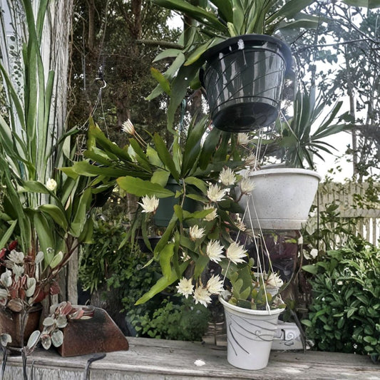 Queen of the Night Orchid Cactus – Epiphyllum oxypetalum Live Plant | Well Rooted | Bare Root | Fragrant Night Blooming Cactus | Easy to Grow