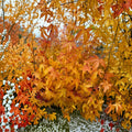 Acer palmatum ‘Wildfire’ – Rare Coral Bark Japanese Maple | Four-Season Color Tree | #1 Container Plant