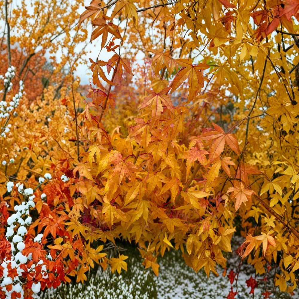 Acer palmatum ‘Wildfire’ – Rare Coral Bark Japanese Maple | Four-Season Color Tree | #1 Container Plant