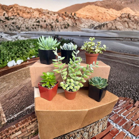 Succulent Mystery 6-Pack – 6 Live Succulent Plants | 2 Inch Pots | Indoor Plants | Easy Care Succulents | Houseplant Collection | Gift for Plant Lovers