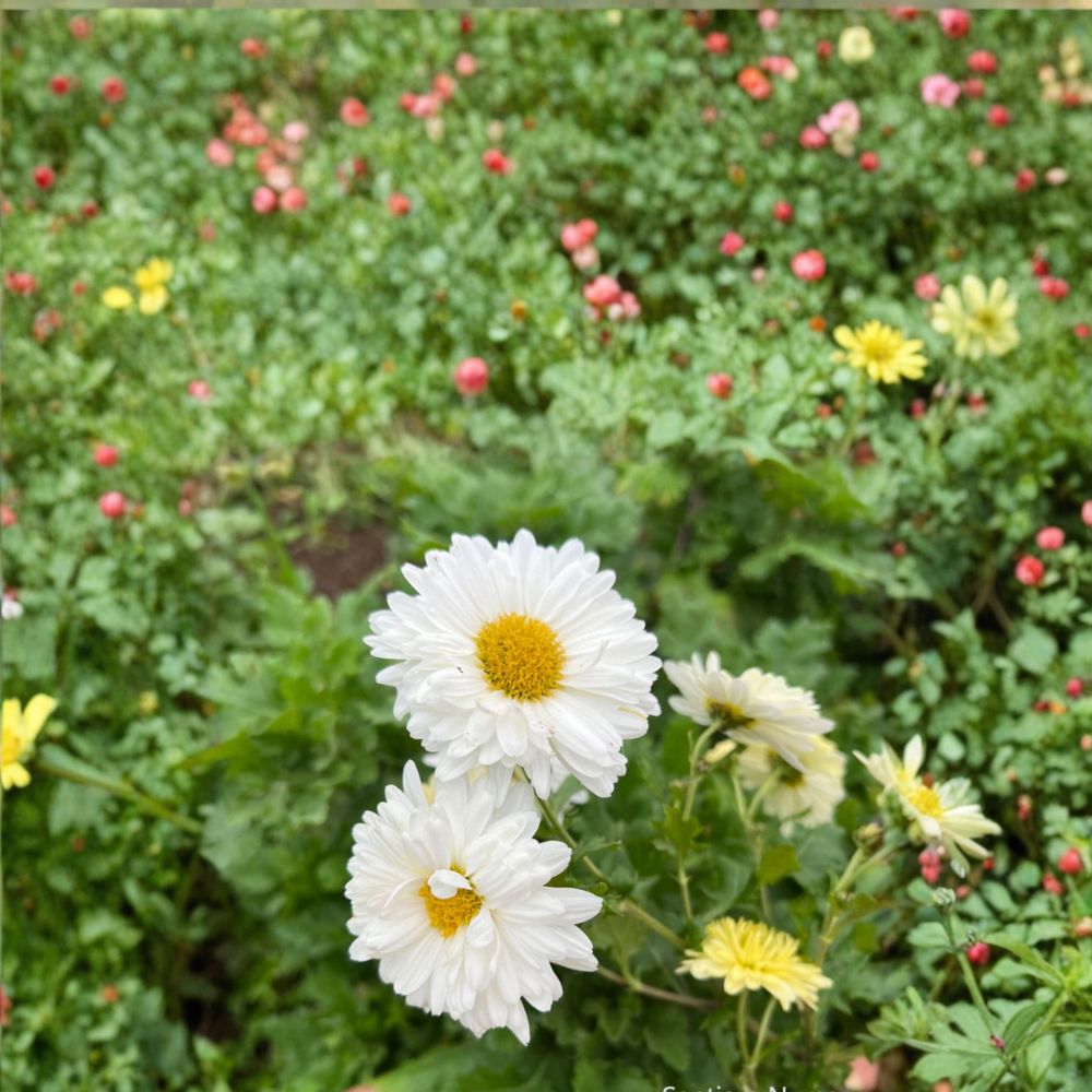 2-Pack Chrysanthemum Tea Mum Plants – Chrysanthemum Live Edible Herb Plants | Includes Nursery Pots White Tea Flowers | Hang Bai Ju Herb Mum | 杭白菊 桐乡白菊 小白菊