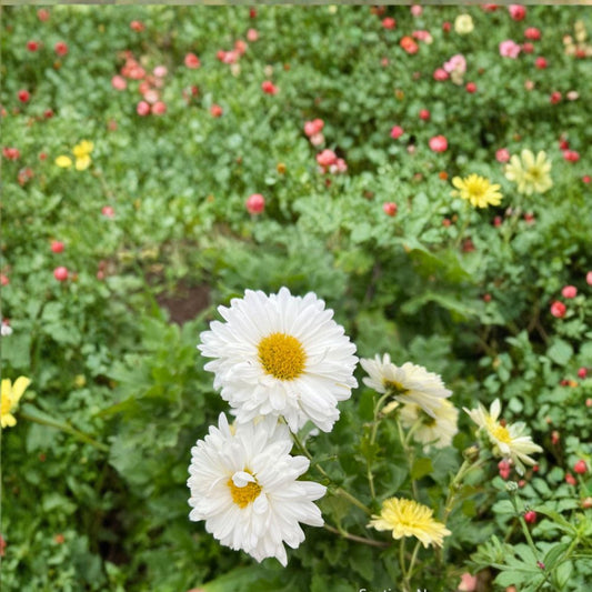 2-Pack Chrysanthemum Tea Mum Plants – Chrysanthemum Live Edible Herb Plants | Includes Nursery Pots White Tea Flowers | Hang Bai Ju Herb Mum | 杭白菊 桐乡白菊 小白菊