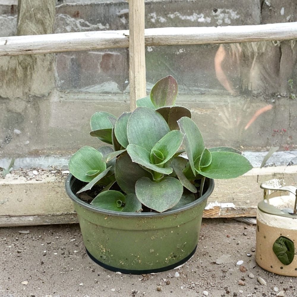 Dragon Tail Callisia Live Succulent | Callisia congesta Starter Plug | Bare Root Trailing Houseplant | Easy Care Succulent