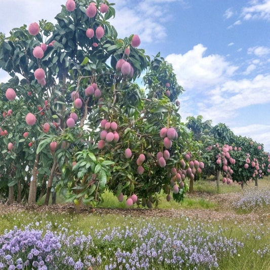 Mango Tree Live Plant – Mangifera indica | 6–9 Inch Seedling | Potted Tropical Fruit Tree | Home Garden & Patio Plant | Edible Fruit Tree
