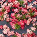 Rhododendron ‘Bruce Briggs’ Live Evergreen Shrub | Bright Red Blooming Rhododendron | Compact Hardy Landscape Plant | #2 Container Grown