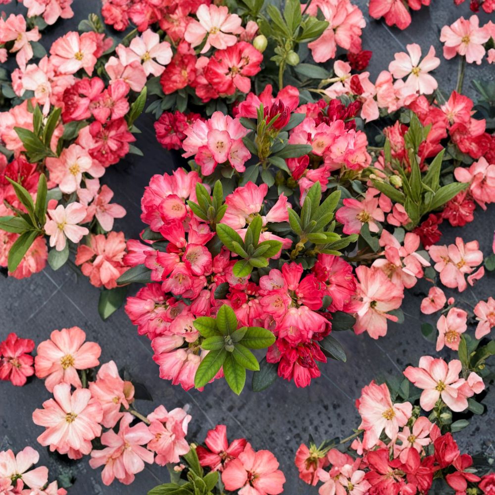 Rhododendron ‘Bruce Briggs’ Live Evergreen Shrub | Bright Red Blooming Rhododendron | Compact Hardy Landscape Plant | #2 Container Grown