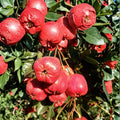 Giant Star Chinese Hawthorn Tree – Crataegus pinnatifida Live Bare Root Tree | Large Sweet Fruit Variety | 大五棱山楂 山査子 | Hardy Edible Hawthorn Tree