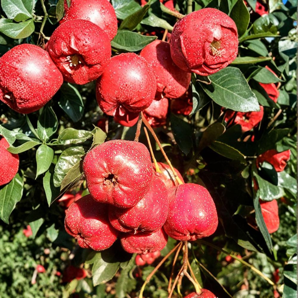 Giant Star Chinese Hawthorn Tree – Crataegus pinnatifida Live Bare Root Tree | Large Sweet Fruit Variety | 大五棱山楂 山査子 | Hardy Edible Hawthorn Tree