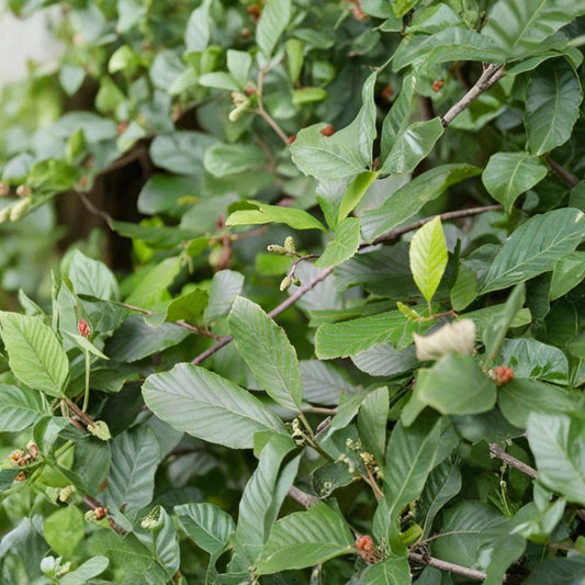 Smooth Alder – Live Native Shrub Tree | 1 Gallon Pot Plant | Alnus serrulata | Wetland & Wildlife Landscape Plant