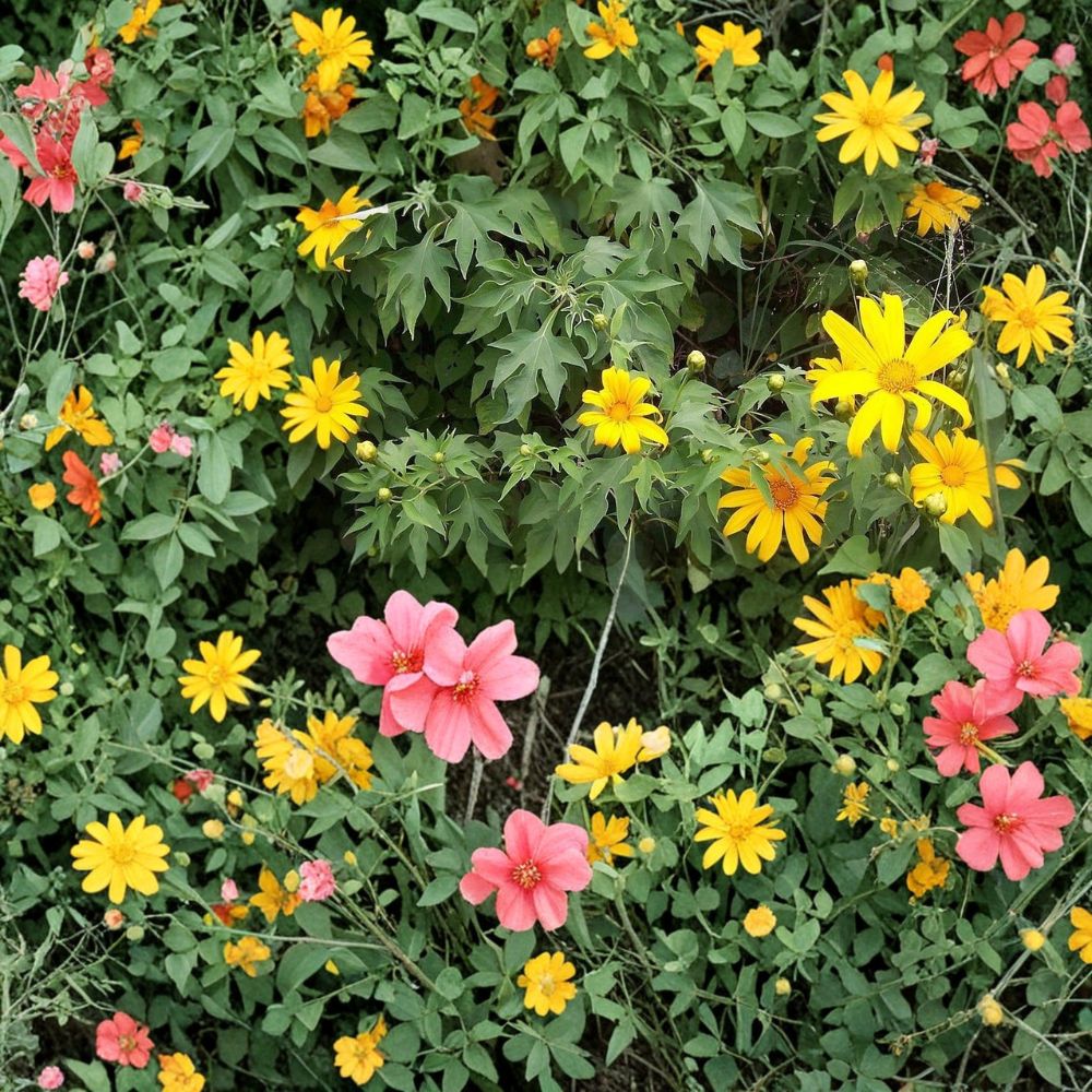 Mexican Sunflower Cuttings – 5 Live Cuttings | 8 Inches Long | Tithonia diversifolia | Pollinator-Friendly Flowering Plant | Free Shipping