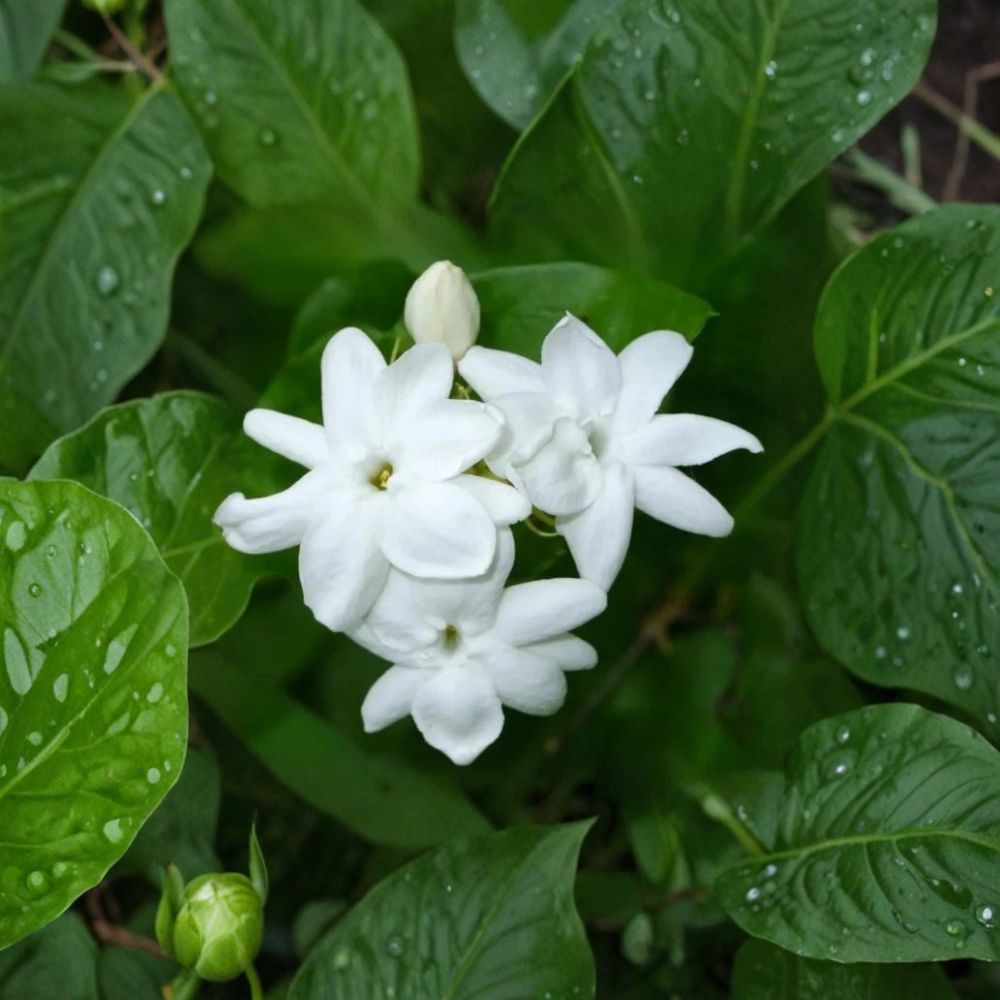 Arabian Jasmine Plant – Jasminum sambac Live Starter | 4" Pot Rooted Plant | Extremely Fragrant White Blooms | Indoor Outdoor