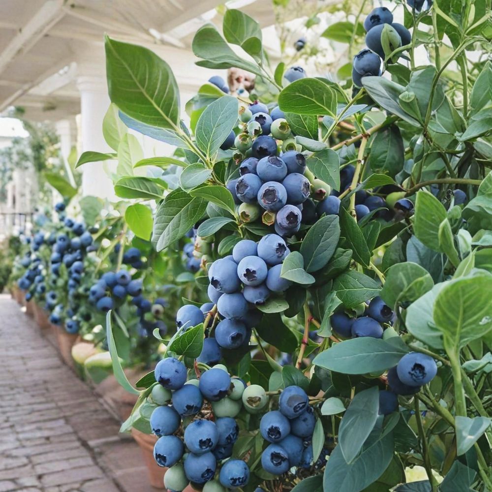 Vaccinium ‘Sunshine Blue’ Blueberry Plant – Semi Evergreen Southern Highbush | #1 Container | Compact Patio Blueberry | 2 Plants Bundle