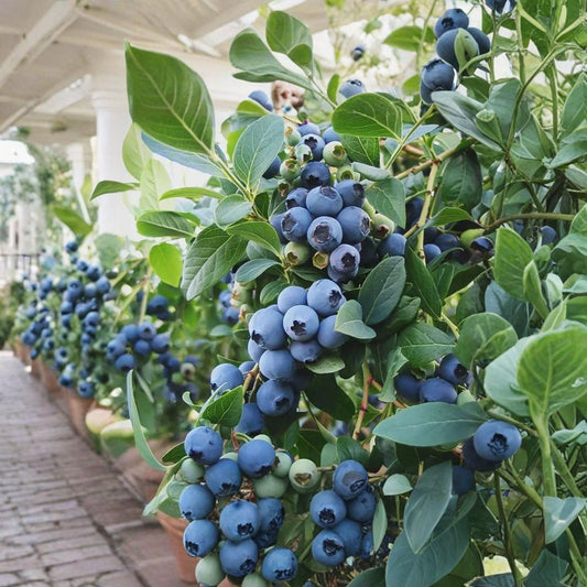 Vaccinium ‘Sunshine Blue’ Blueberry Plant – Semi Evergreen Southern Highbush | #1 Container | Compact Patio Blueberry | 2 Plants Bundle