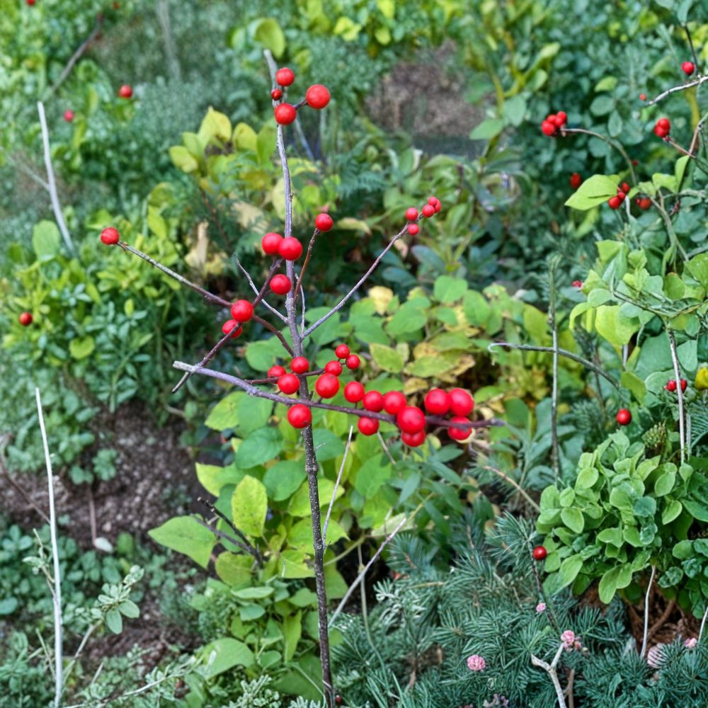 Mary Jo Winterberry Holly – Live Female Native Shrub | Quart Pot Plant | Ilex verticillata | Red Berry Deciduous Holly