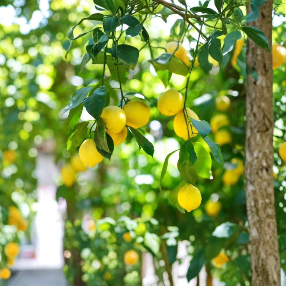 Meyer Lemon Tree Seedling – Live Citrus Plant | 1–6 Inches Tall | Tropical Fruit Tree Starter | Edible Indoor & Outdoor Plant | Easy to Grow