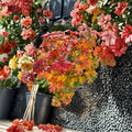 Acer circinatum ‘Baby Buttons’ – Rare Dwarf Vine Maple | Compact Japanese Maple Tree | #3 Container | 30–45" Tall