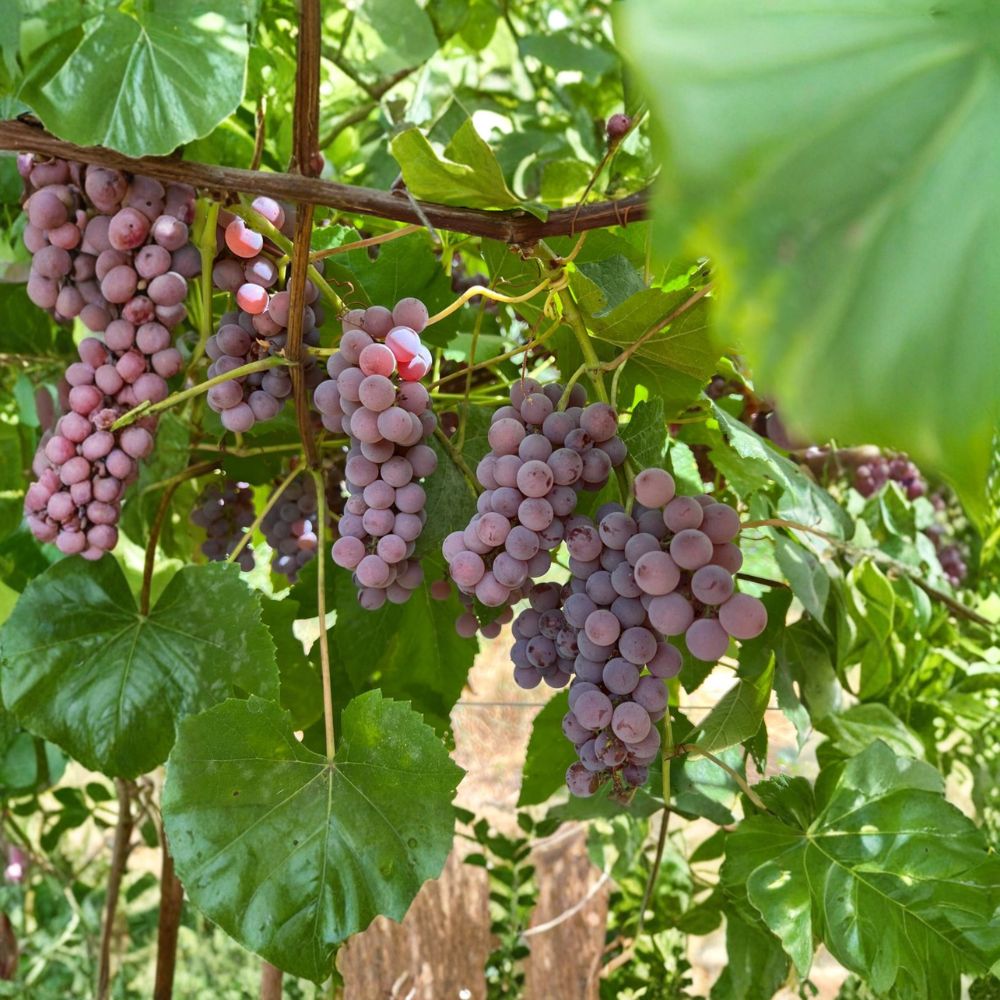 Delaware Seeded Grape Plant – Vitis labrusca Live Vine | Includes Nursery Pot Early Ripening Red Table Grape | Premium Wine & Juice Grape | デラウエア 玫瑰露葡萄