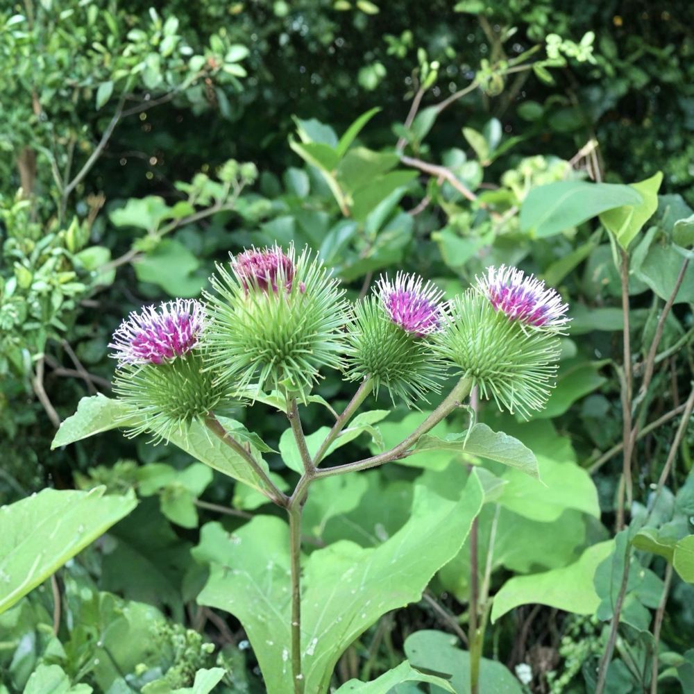 Burdock Live Bare Roots | 5-Pack Arctium lappa | Herbal Perennial Plant | Easy to Grow | Outdoor Garden Ready