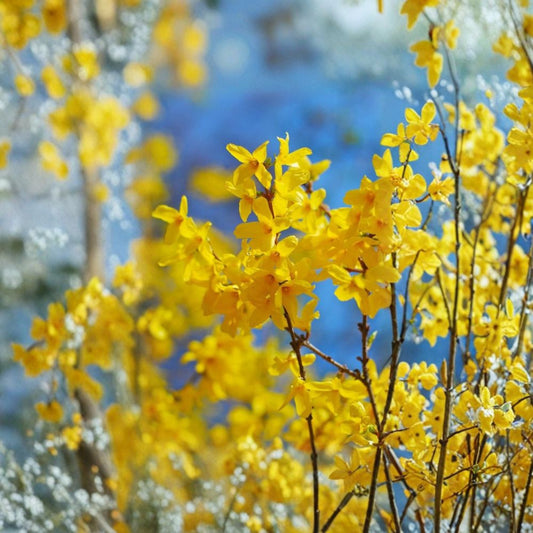 Forsythia Shrub – Live Bare Root Starter Plants | 12–24 Inches Tall | Set of 5 Hardy Flowering Shrubs | Bright Yellow Spring Blooms