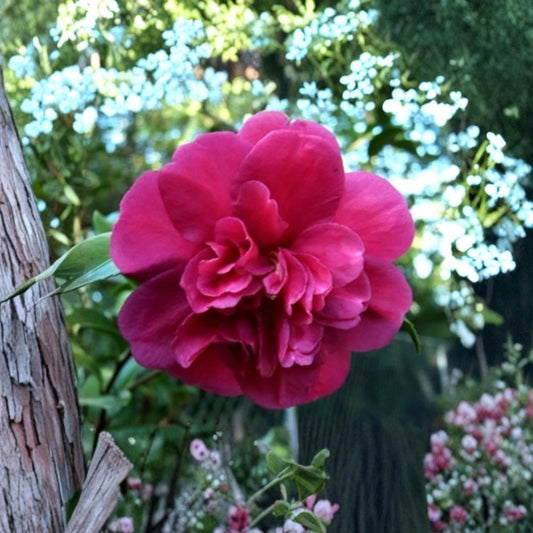 Camellia Japonica ‘Bonanza’ – Live Rooted Starter Plant | Unique Flower Color | Potted Camellia Shrub | Evergreen Ornamental Plant | Shade & Partial Sun | Zones 7–10