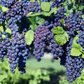 5 Glenora Seedless Table Grape Cuttings – Vitis labrusca Live Propagation Cuttings | Sweet Seedless Grape Variety | Easy Home Growing | US Seller