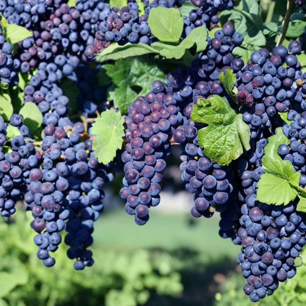 5 Glenora Seedless Table Grape Cuttings – Vitis labrusca Live Propagation Cuttings | Sweet Seedless Grape Variety | Easy Home Growing | US Seller