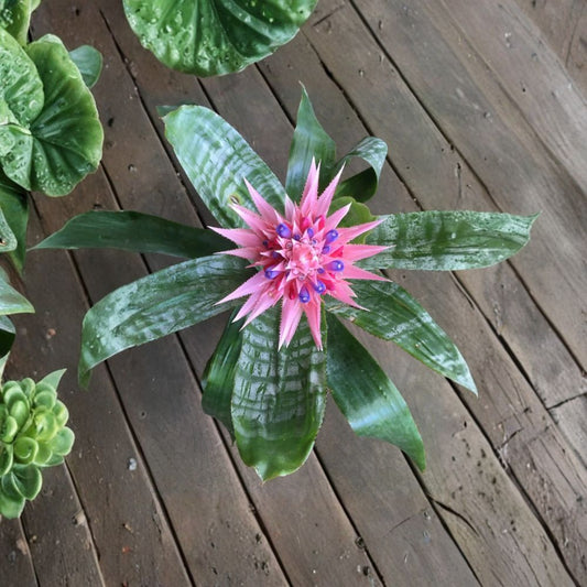 Aechmea Fasciata Live Starter Plant | Rooted Bromeliad Pup | 10–12 Inches Tall | Bare Root Tropical Houseplant | Silver Urn Plant