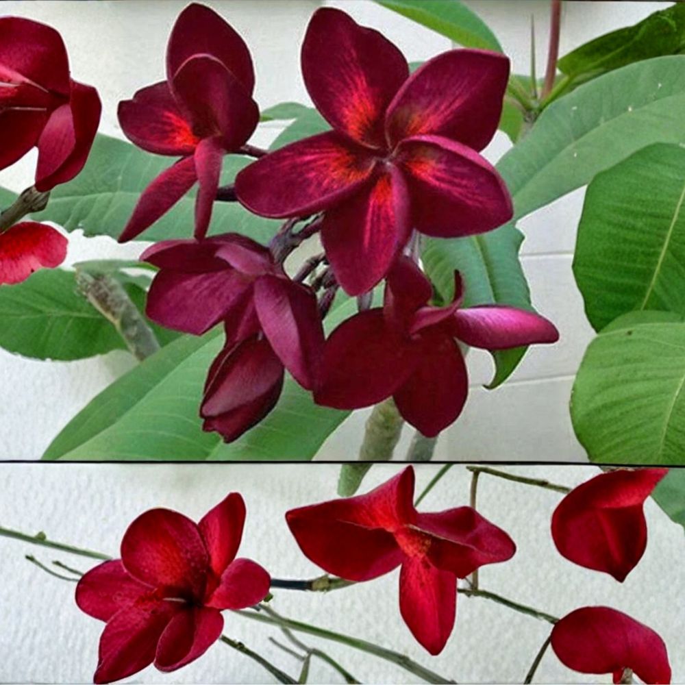 Plumeria Rubra Frangipani – Live Rooted Seedling | 4–6 Inches Tall | Tropical Flowering Tree | Bare Root Starter Plant