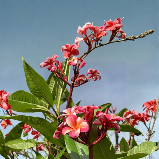Pink Plumeria – Fresh Starter Cutting | Double Head | 10 Inches Long | Frangipani Tropical Flower | Easy to Grow