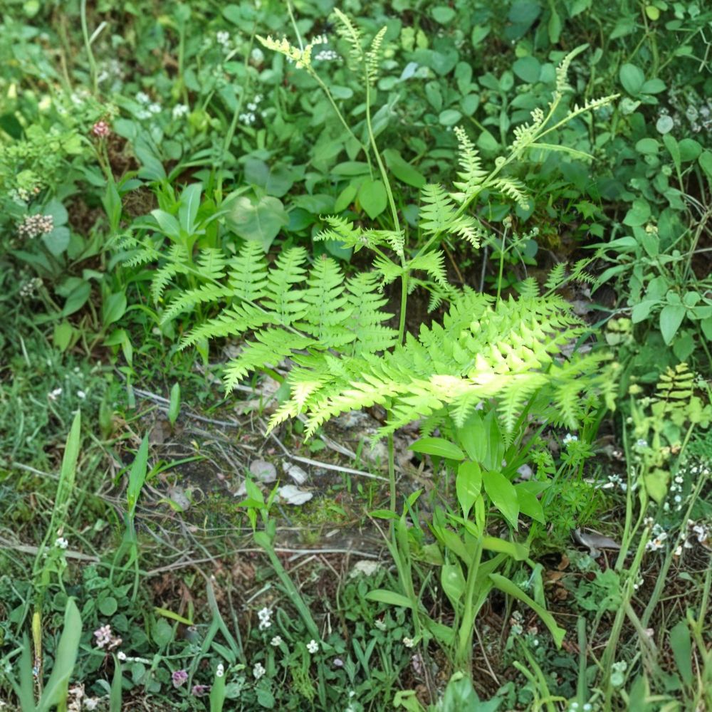 Western Sword Fern – Polystichum munitum Live Bare Root Plants | Set of 2 | Hardy Evergreen Shade Fern | Woodland Garden Favorite