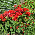 Bright Red Geranium Cuttings – Pelargonium Live Plant | 6 Fresh 6 Inch Cuttings | Fragrant Hardy Flowers | Patio & Container Friendly | Easy to Root