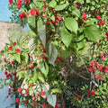 Carolina Raspberry Plant – Live Rooted Everbearing Red Raspberry | Large Sweet Berries | Zones 4–9