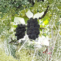 Japanese Fujiminori Giant Table Grape Plant – Vitis vinifera Live Vine | Includes Nursery Pot Extra Large Grape Variety | Sweet Juicy Fruit | 藤稔葡萄 乒乓球葡萄