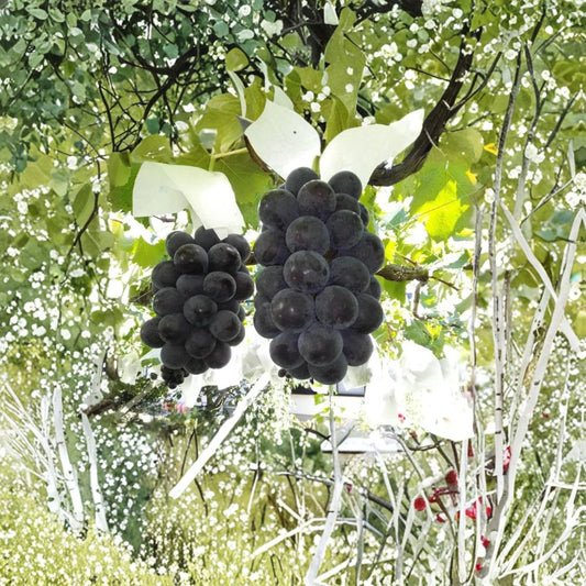 Japanese Fujiminori Giant Table Grape Plant – Vitis vinifera Live Vine | Includes Nursery Pot Extra Large Grape Variety | Sweet Juicy Fruit | 藤稔葡萄 乒乓球葡萄