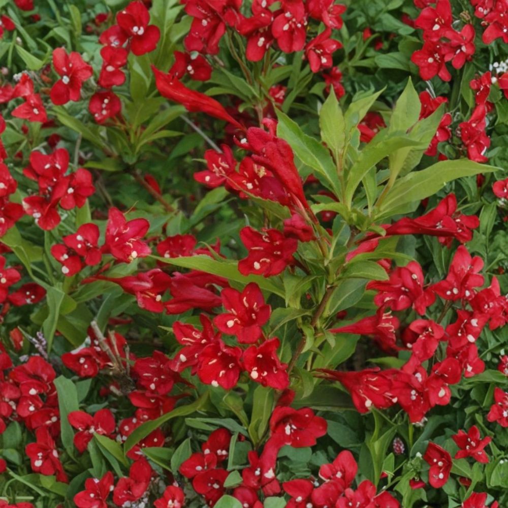 Red Weigela – Weigela florida Live Bare Root Shrubs | 3 Starter Plants | 12–24 Inches Tall | Hummingbird Friendly | Easy to Grow
