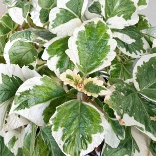 Variegated Swedish Ivy Live Plant – Plectranthus coleoides | Rooted Houseplant | Cream & Green Foliage | Hanging Basket Plant | Easy Care
