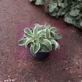 Funny Mouse Hosta – Live Bare Root Mini Hosta | 4 Inch Starter Plant | Blue Green Variegated Shade Perennial | Container Friendly Hosta