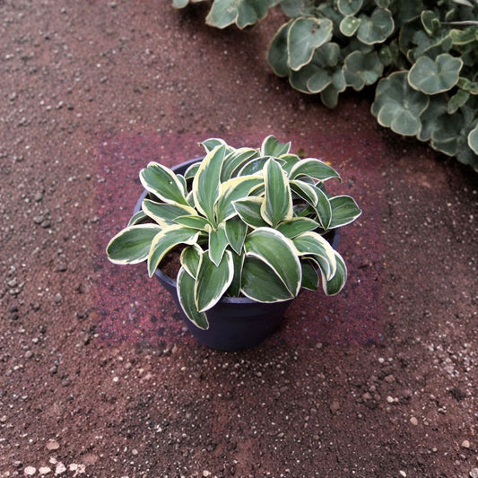 Funny Mouse Hosta – Live Bare Root Mini Hosta | 4 Inch Starter Plant | Blue Green Variegated Shade Perennial | Container Friendly Hosta