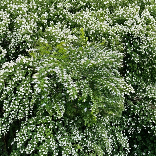 Chinese Privet – Ligustrum sinense Live Plant Cuttings | 9 Unrooted 6-Inch Cuttings | Fragrant White Flowering Shrub | Easy to Propagate