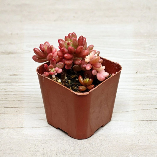Sedum Rubrotinctum Aurora – Pink Jelly Bean Succulent Live Plant | 2 Inch Pot | Pink Color | Easy Care Indoor Succulent | Pet Safe