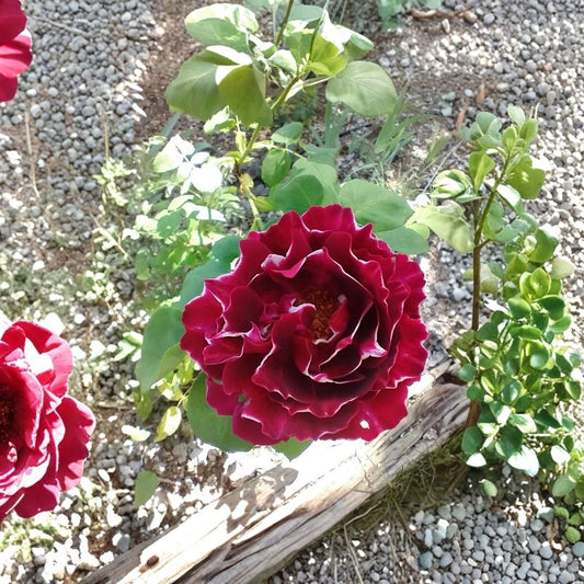 Baron Girod d’lain Old Garden Rose – Live Own-Root Rose Plant | 6 Inch Container | Hybrid Perpetual | Fragrant Carmine Red & White Blooms | Vintage Rose