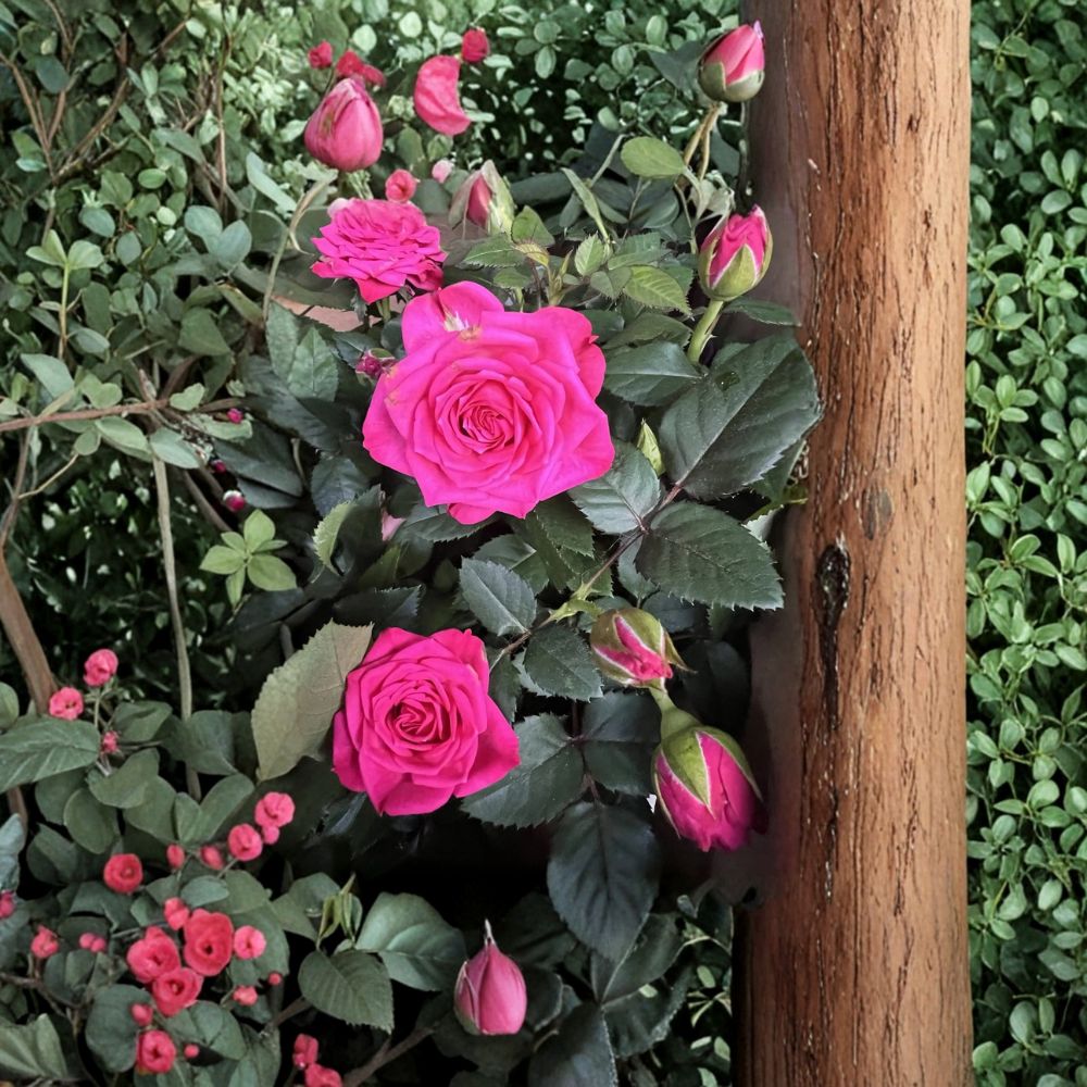 Dark Pink Miniature Live Plant – Starter Plant 4–8 Inches Tall | Compact Flowering Plant | Indoor Outdoor Garden