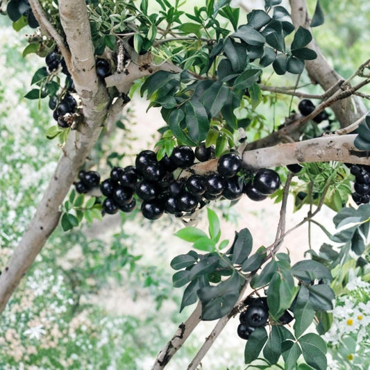 Jaboticaba Tree – Plinia cauliflora Live Starter Plant | Approximately 1 Foot Tall | Rooted in Soil | No Pot | Tropical Fruit Tree | Container Friendly | Rare Fruit Plant