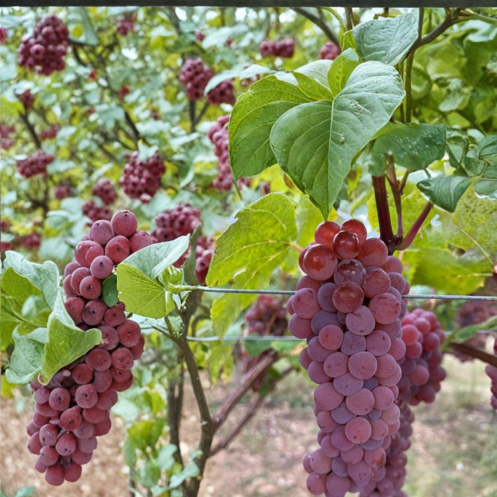 5 Canadice Seedless Grape Cuttings – Vitis labrusca Live Propagation Cuttings | Sweet Red Seedless Grape Variety | Easy Home Growing | US Seller