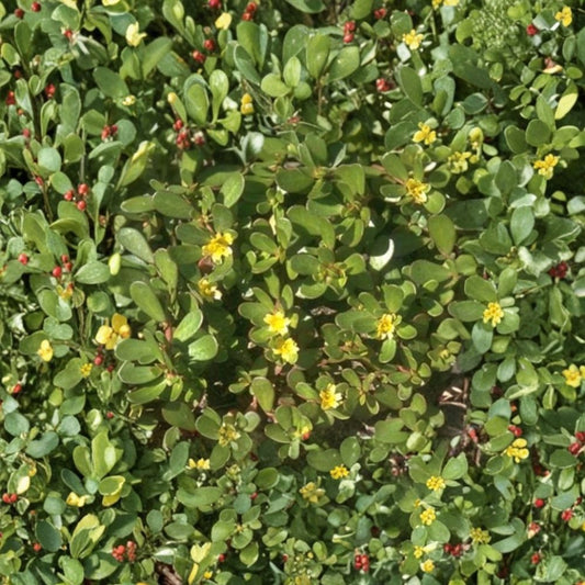 Yellow Purslane – Portulaca oleracea Live Rooted Plants | Set of 5 | Bare Root Groundcover | Edible & Easy to Grow