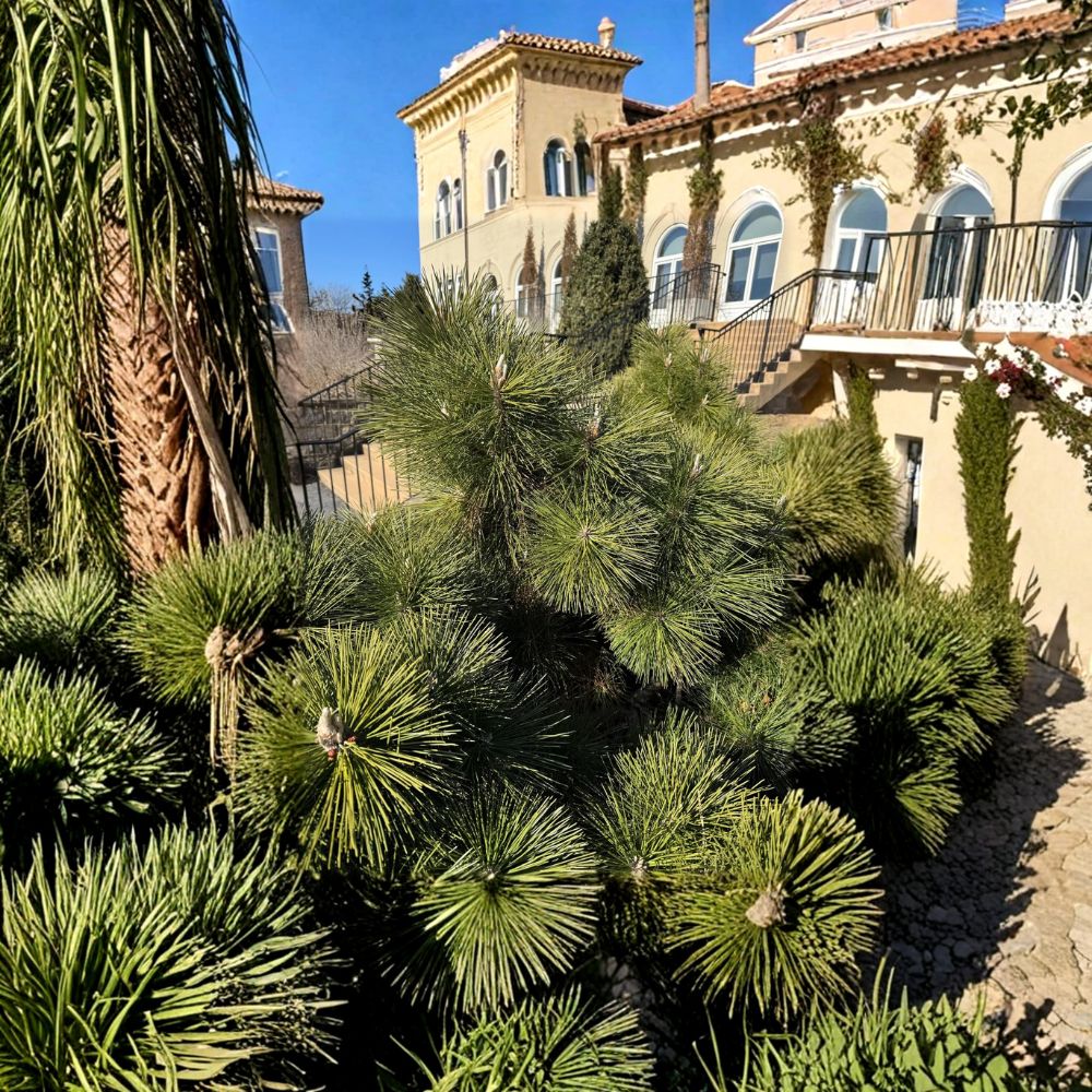 Thunderhead Japanese Black Pine – Live Evergreen Conifer | 1 Gallon Pot Plant | Pinus thunbergii Compact Landscape Pine